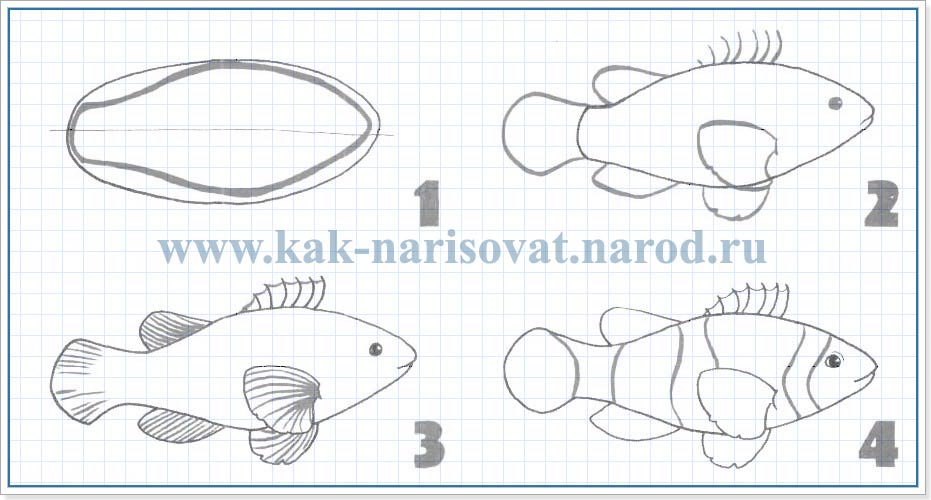 рисуем рыбку клоуна